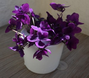 violets in vase