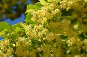 yellow linden blossoms