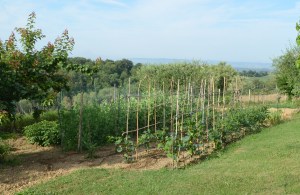 vegetable garden