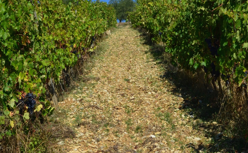 Rocky vineyard