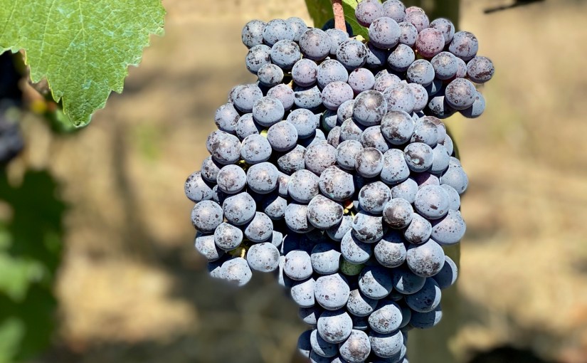 The Wine That&nbsp;Isn’t